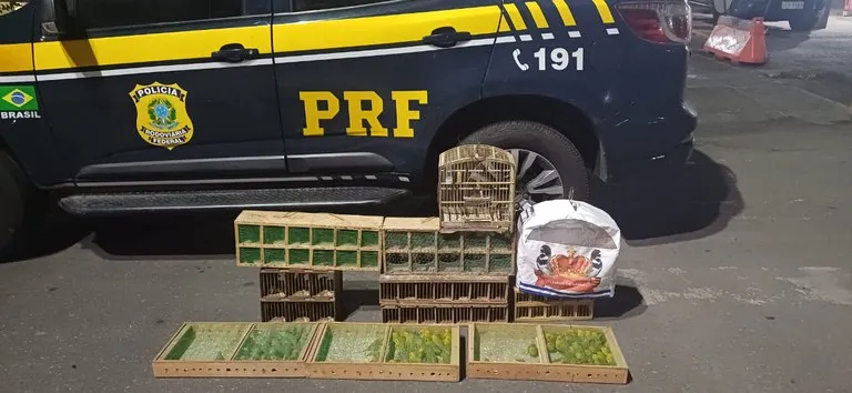PRF resgata mais de 130 aves silvestres transportadas ilegalmente na BR 101