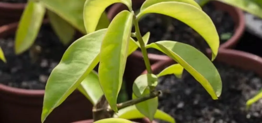 Anvisa proíbe venda de suplementos alimentares contendo ora-pro-nóbis