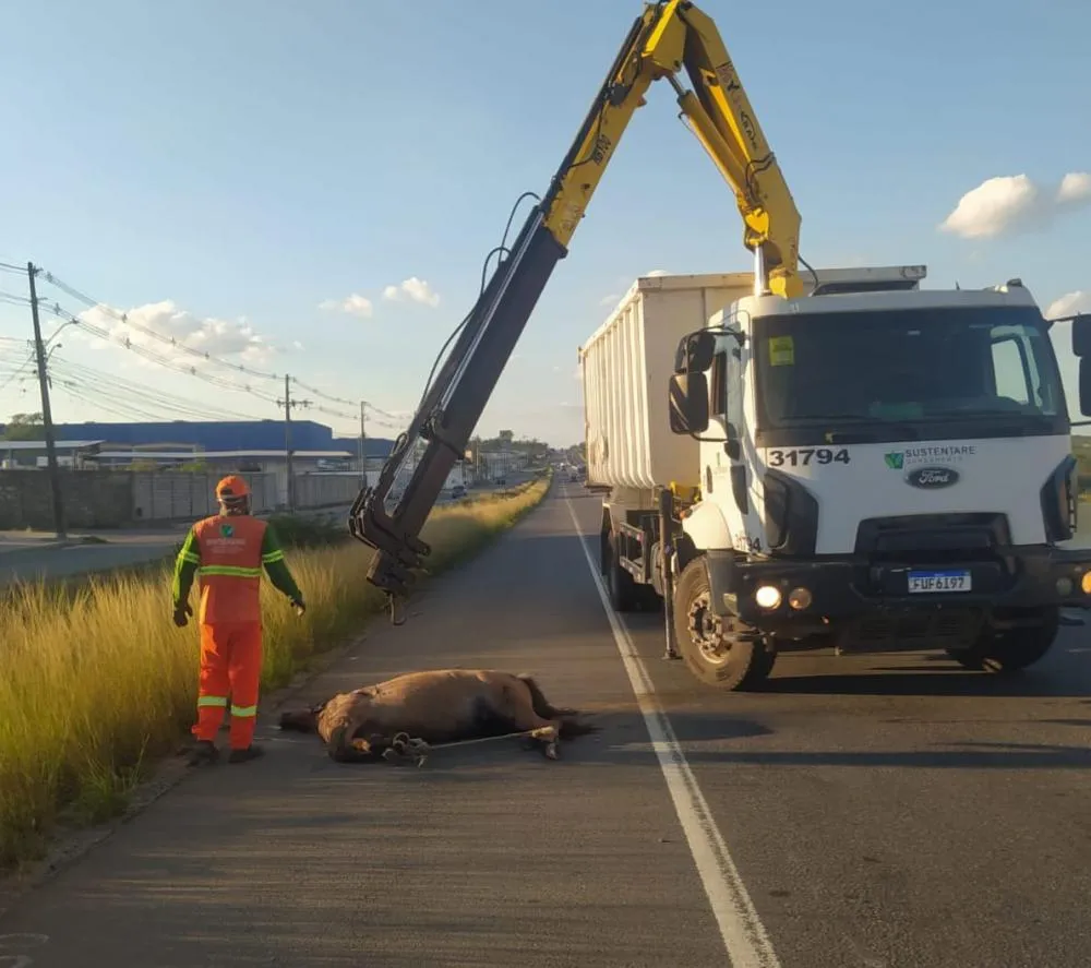 Homem que colidiu carro em cavalo na Br 116 morre no Clériston Andrade