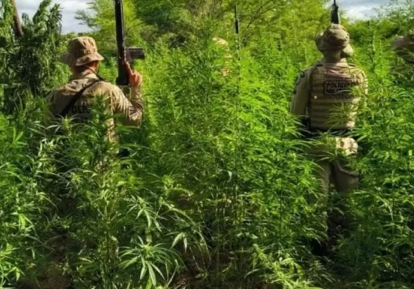 Policiais militares incineram mais de 26 mil pés de maconha no interior