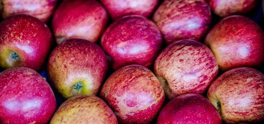 Exportação de frutas cresceu 26% no primeiro trimestre de 2025