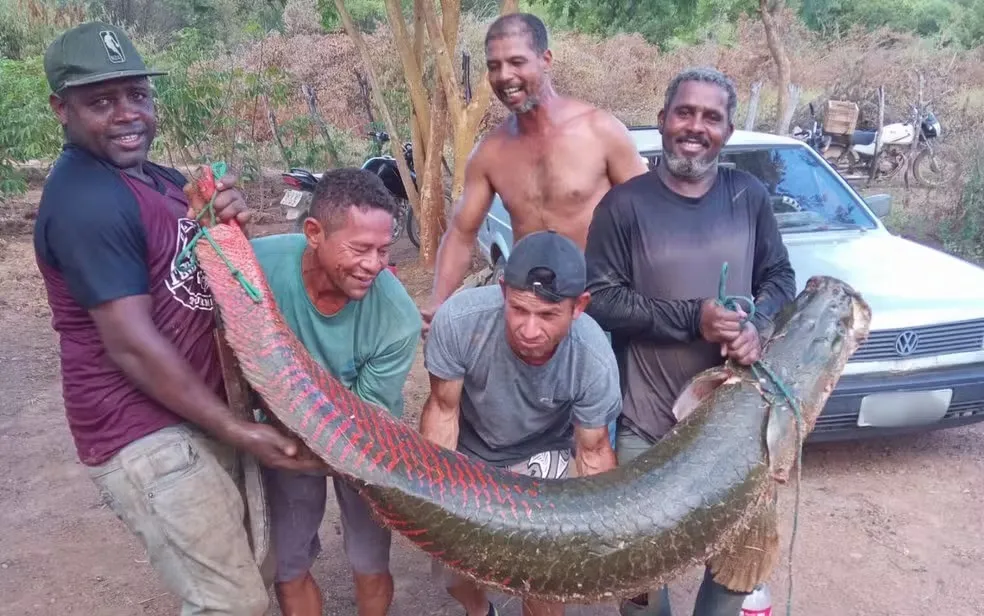 Pescadores capturam pirarucu gigante de 92 kg e mais de dois metros