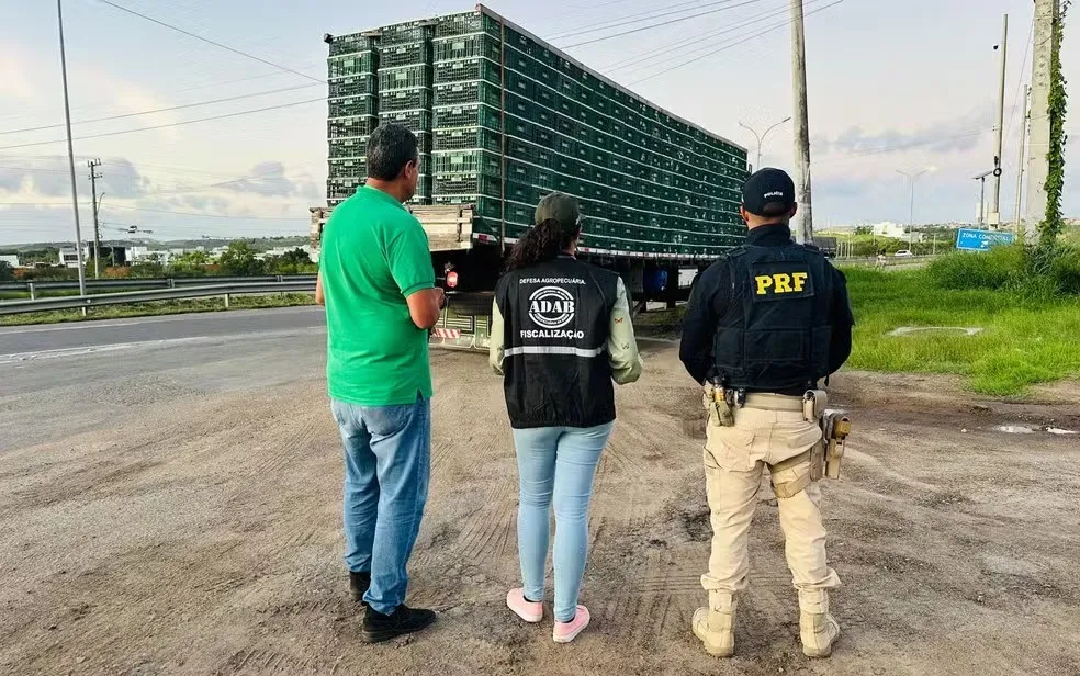 Parte dos frangos apreendidos na BR-116 em Feira de Santana é incinerada; restante é doado a instituições