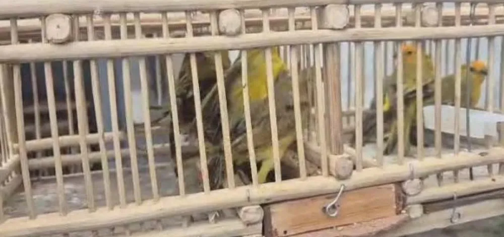 Mais de 50 aves silvestres são resgatadas em Feira do Rolo na Bahia