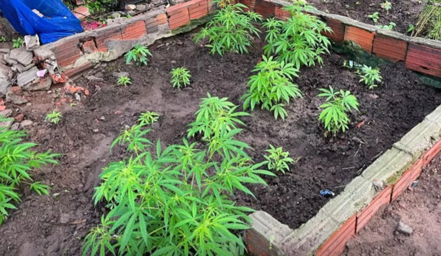Polícia Civil erradica plantio de maconha em Araci