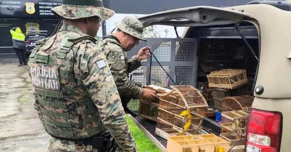 Polícia Ambiental resgata 150 aves silvestres em feira livre de Feira de Santana