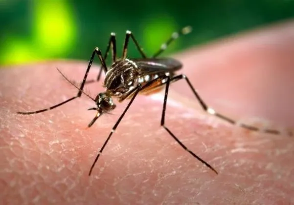 OMS alerta para risco global de nova epidemia de Chikungunya