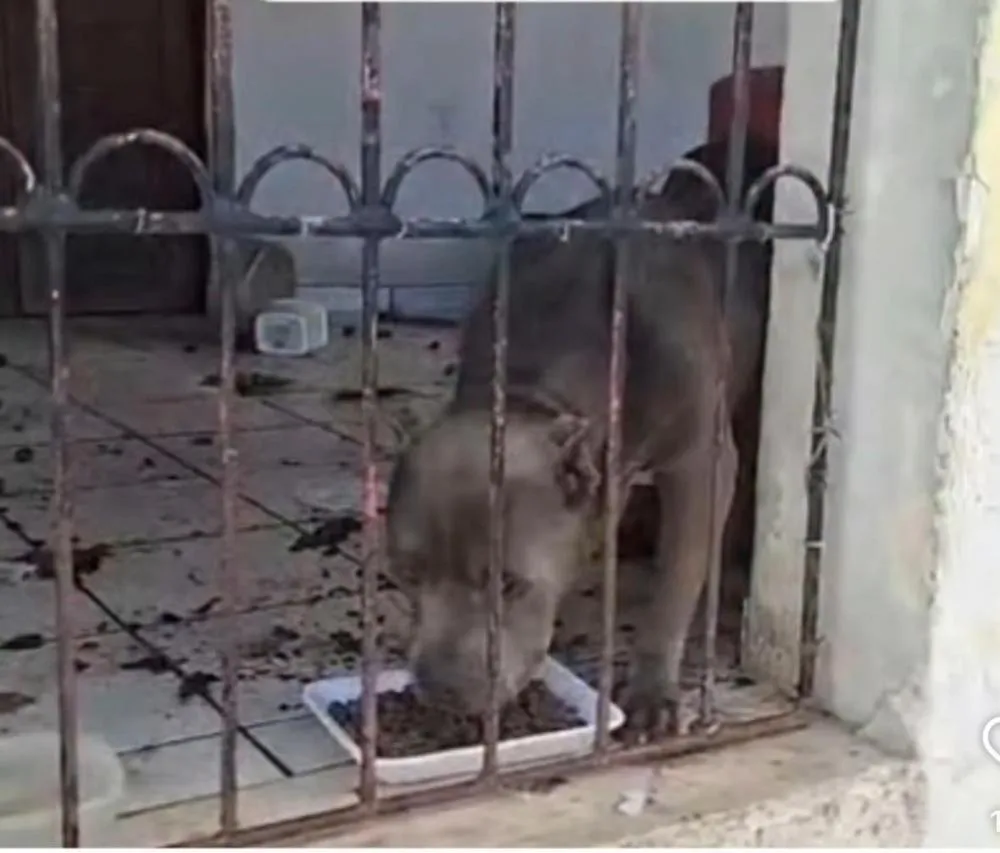 Ação conjunta Polícia Civil, Semmam e Vigilania Sanitária resgata cães abandonados em residência em Feira de Santana