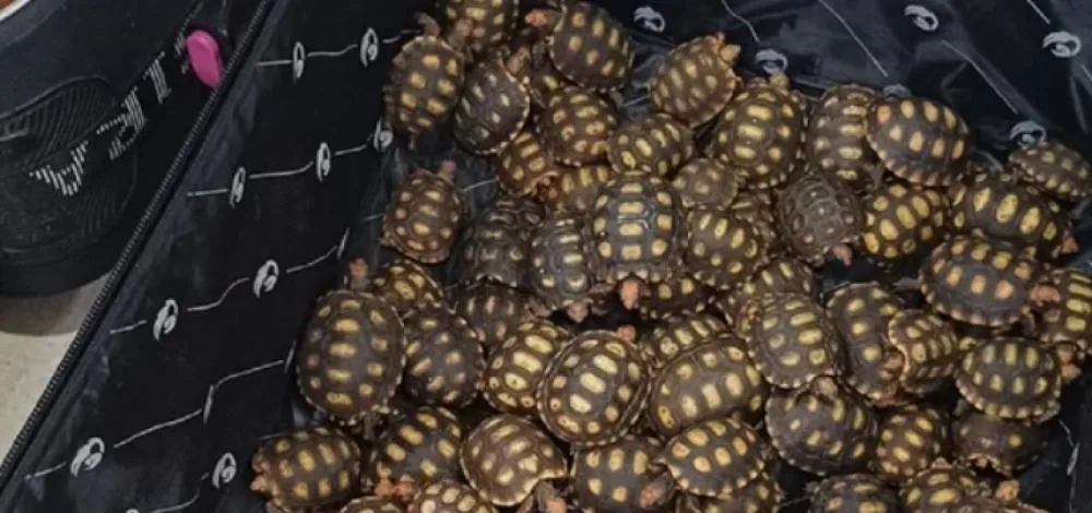 PRF apreende 600 jabutis em ônibus indo de cidade baiana para o RJ