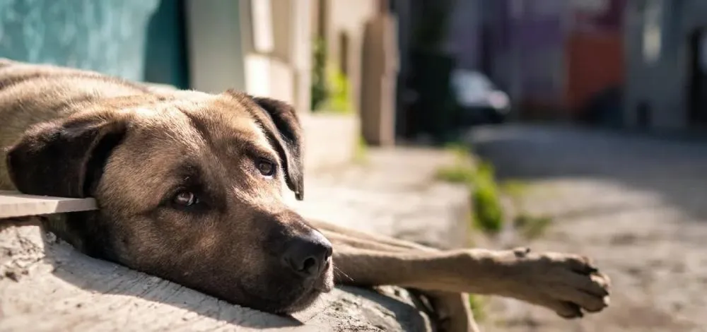 Projeto de lei propõe multa de até R$ 12 mil para quem abandonar animais na Bahia