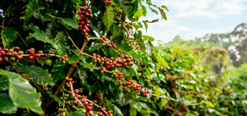 Países árabes buscam produtos agrícolas brasileiros para driblar tarifas dos EUA