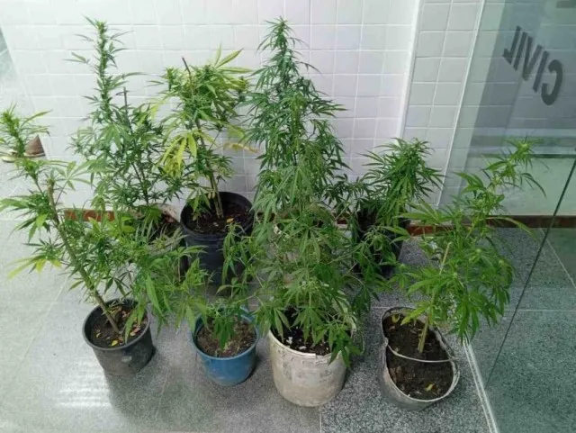 Homem é preso com drogas e pés de maconha em São Gonçalo dos Campos