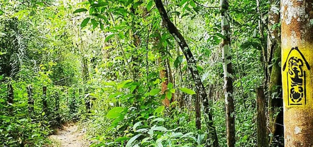 Maior trilha da América Latina será inaugurada na Amazônia durante a COP30