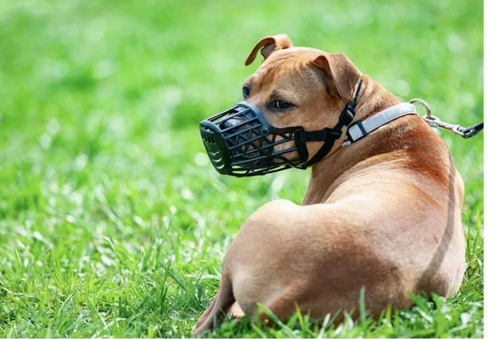 Antônio Cardoso aprova lei que obriga uso de focinheira e guia curta para cães de grande porte em vias públicas