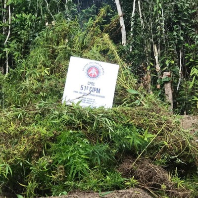 51ª CIPM descobre 2.500 pés de maconha na cidade de Conde