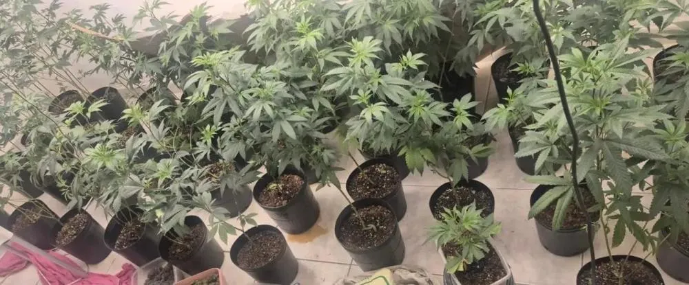Estufa para produção de maconha é localizada no bairro da Lapinha, em Salvador