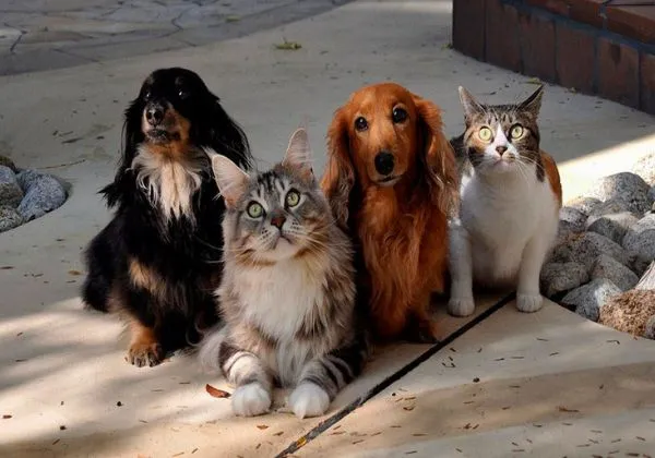 Foto:EBC / divulgação Senado