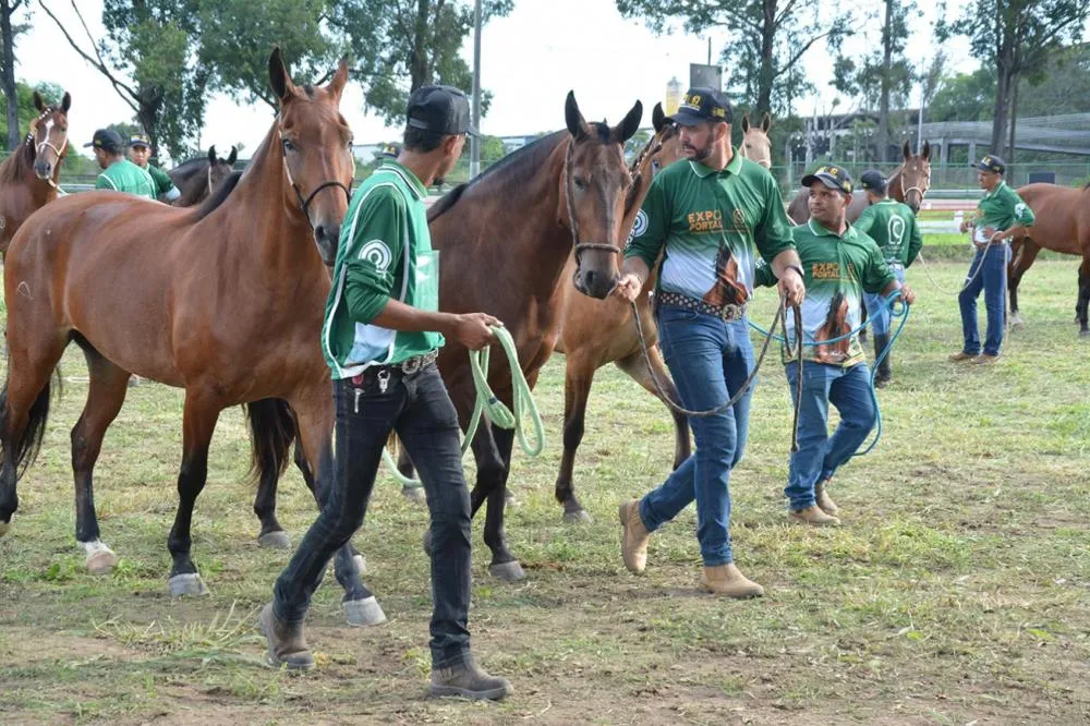 Feira de Santana sedia Expo Portal 2026 e atrai criadores de cavalos de todo o país