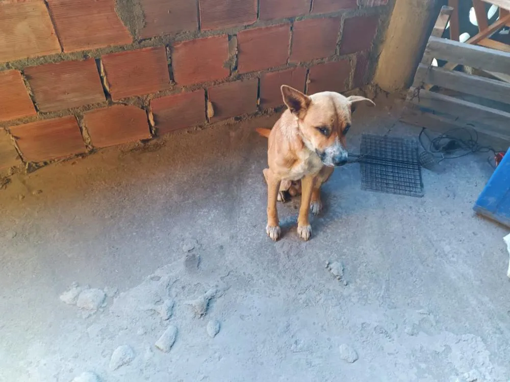Homem é preso em Feira de Santana por realizar eutanásia irregular em cães* 