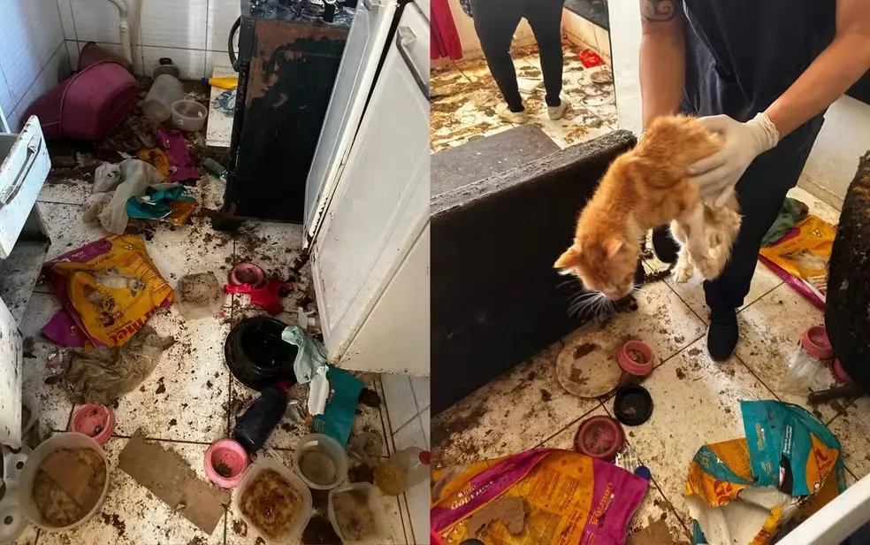 Polícia resgata 12 gatos que viviam sem água e em meio a restos mortais