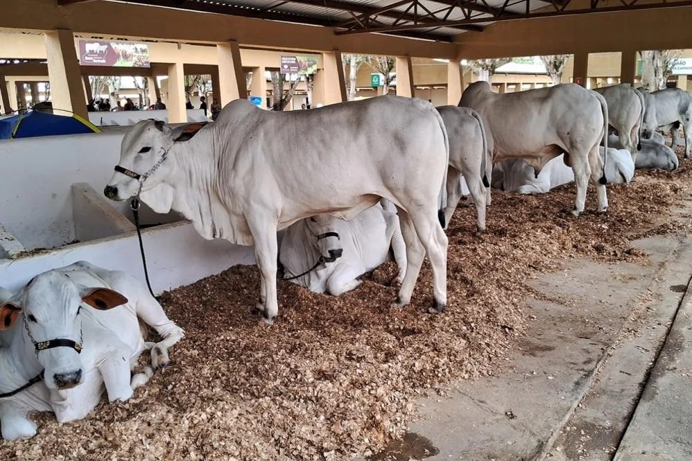 Animais podem ser inscritos para 47ª Expofeira até sexta-feira