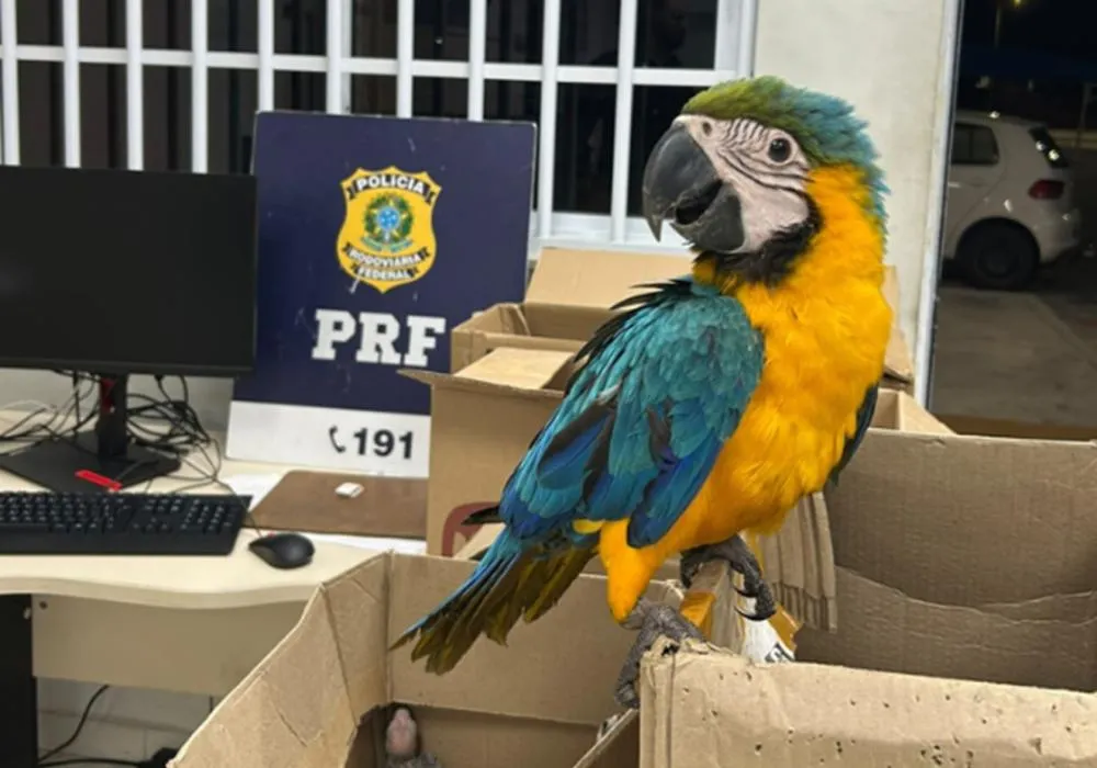 PRF apreende mais de 30 aves silvestres em Paulo Afonso