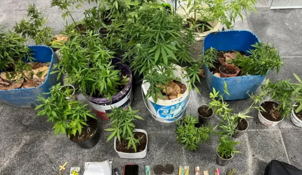 PM apreende quase 30 pés de maconha no distrito de Maria Quitéria, em Feira de Santana
