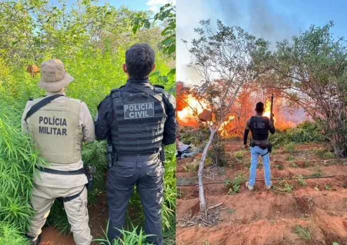 Plantação com 22 mil pés de maconha é descoberta na Bahia