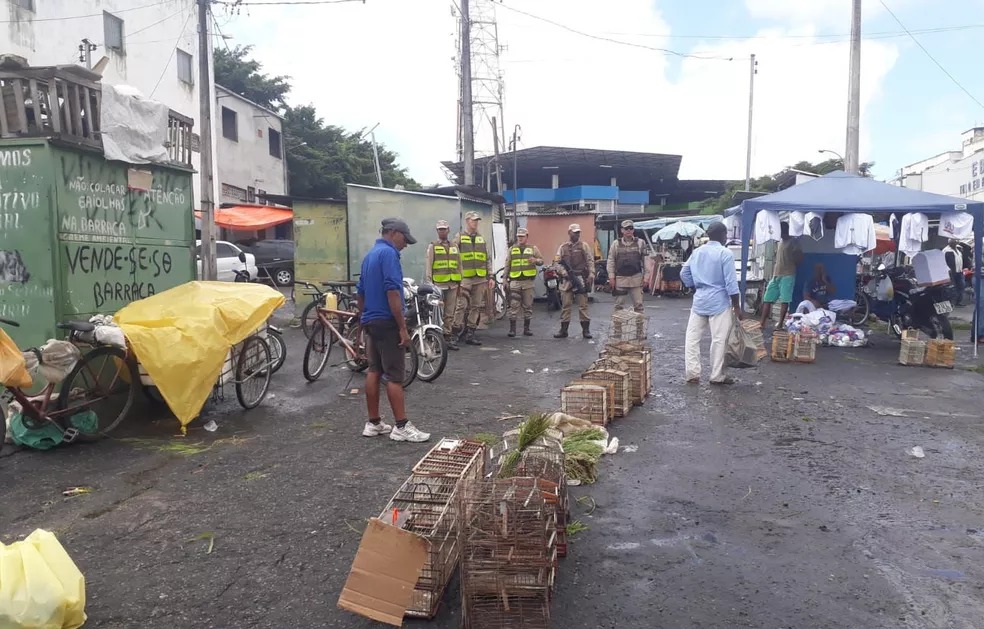Mais de 100 pássaros silvestres são apreendidos em Feira