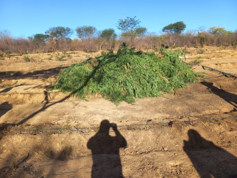Polícia destrói mais de 30 mil pés de maconha em Muquém