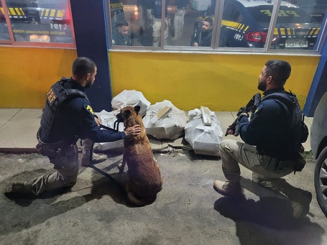 Cão farejador da PRF encontra cerca de 100 kg de maconha em Feira de Santana