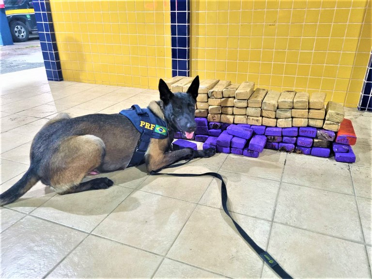 Duas mulheres são presas em Feira de Santana (BA) transportando quase 70Kg de maconha dentro de ônibus
