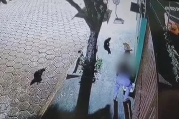 Idoso é investigado por envenenar gatos de rua
