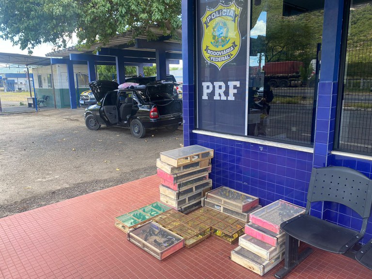 Irmãos são detidos na BR 116 transportando mais de 300 pássaros amontoados dentro de carro