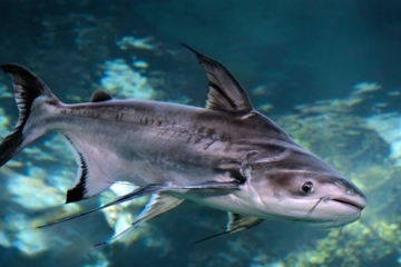 Surgimento de espécie de peixe natural do Vietnã no rio Jacuípe preocupa SEMMAM