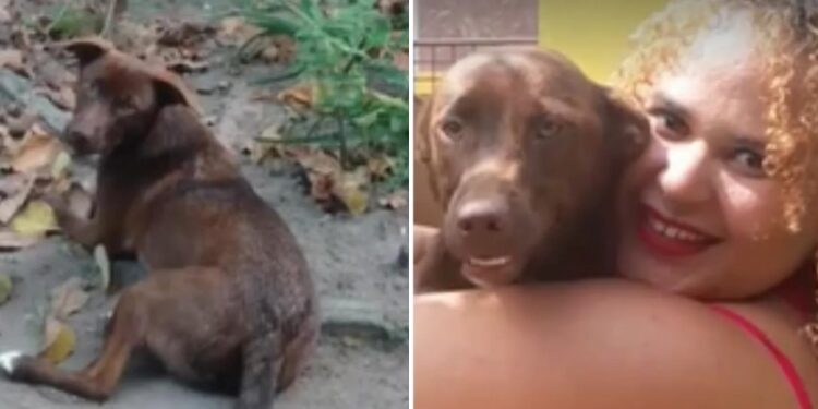 Polícia Civil ouve acusados de matar cachorro a pauladas no conjunto Feira VII