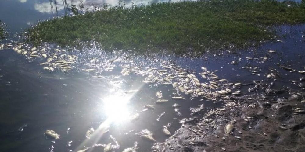 Morte de peixes na Lagoa Grande foi provocada pelas chuvas e poluição