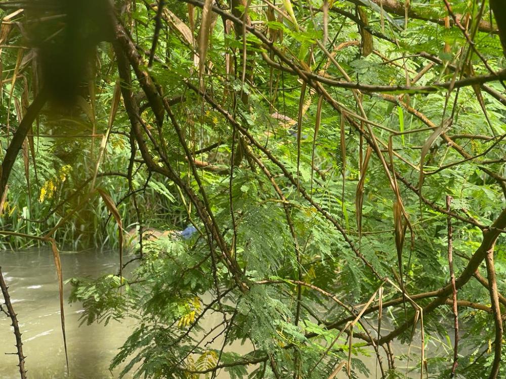 Homens são mortos e corpos jogados em córrego no Conder