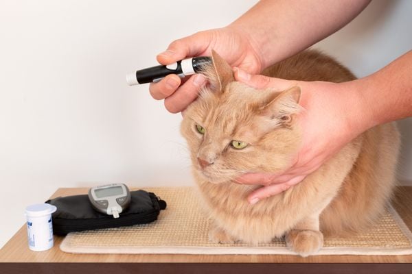 Diabetes pet atinge até 14% dos cachorros e gatos