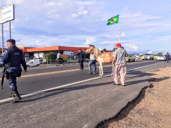 Responsabilidade de animais soltos em vias públicas é do proprietário do animal, afirma Mirza Cordeiro