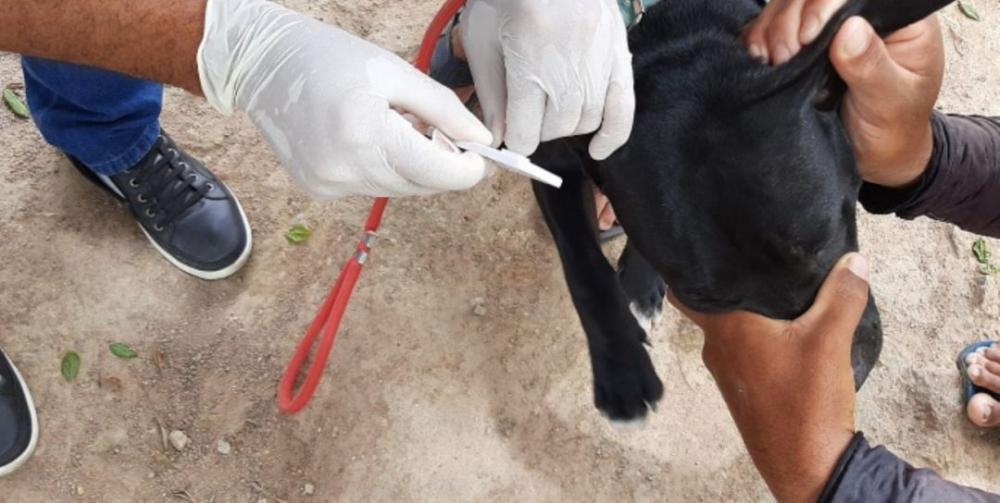 Feira de Santana registrou, até o momento, um caso positivo para leishmaniose