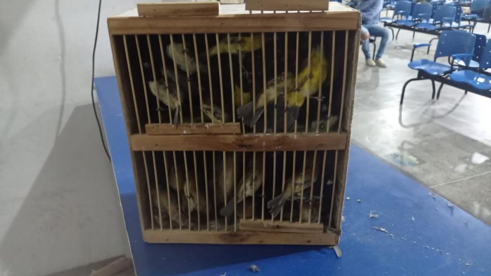 cerca de 80 pássaros de diversas espécies foram resgatados em Feira de Santana.