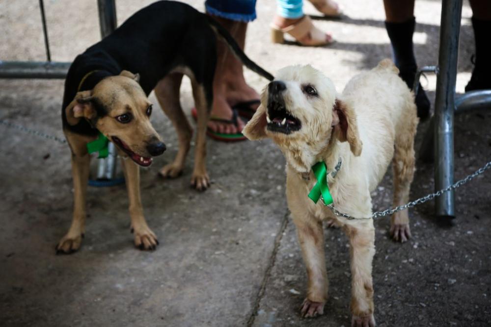 Busca ativa de animais não vacinados é realizada em local onde foi registrado caso de raiva