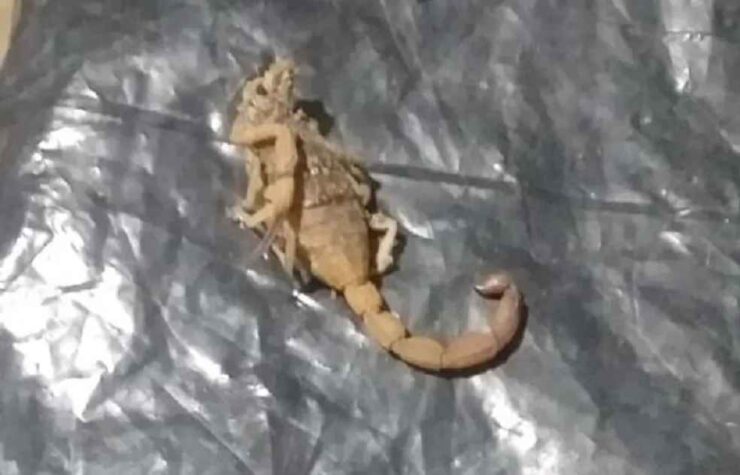 Secretaria de Saúde registrou mais de 300 acidentes com escorpião em sete meses