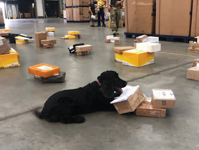 Investigadores interceptam drogas avaliadas em meio milhão de reais