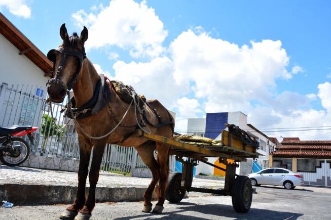 Câmara vai discutir circulação de carroças nas ruas de Feira de Santana