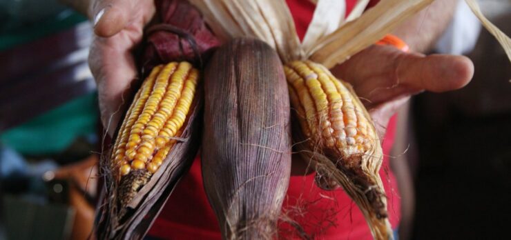 Duas toneladas de alimentos do MST são enviadas à Faixa de Gaza em avião da FAB