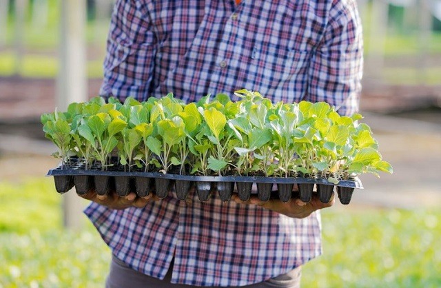 Feira de Santana está apta a emitir o Cadastro Nacional da Agricultura Familiar