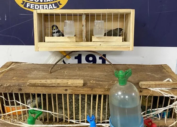 PRF resgata 70 pássaros sendo transportados irregularmente em Vitória da Conquista