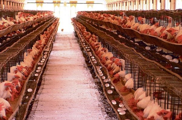 20 mil frangos são mortos na Bahia por causa do calor